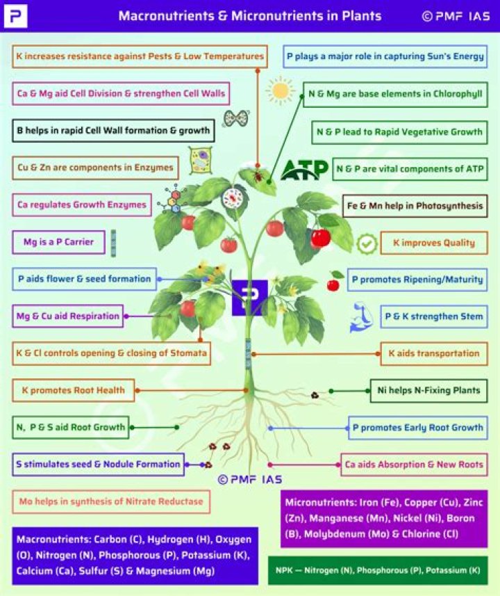 What are the major plant nutrients
