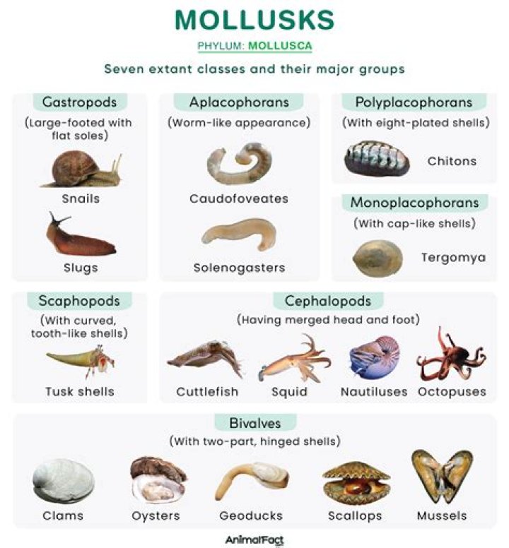 What are the members of phylum Mollusca