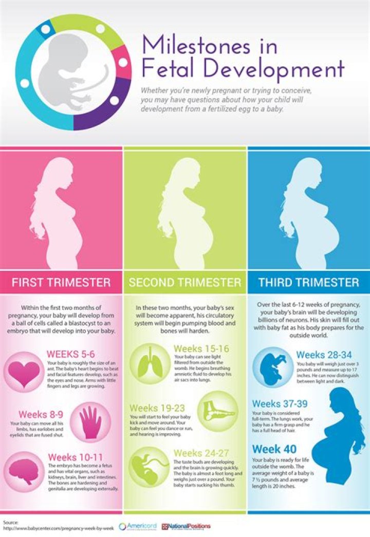 What are the milestones in pregnancy