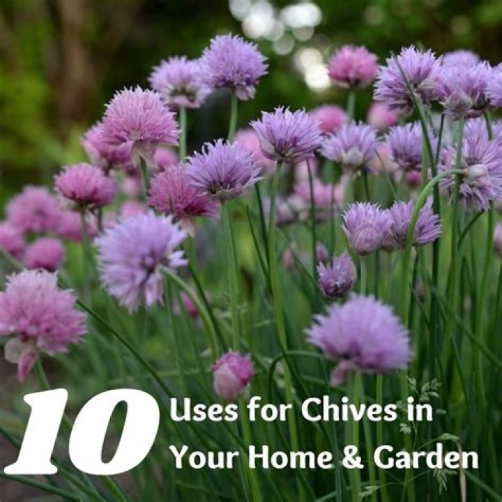 What are the most common uses for chives