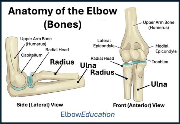 What are the parts of the elbow called