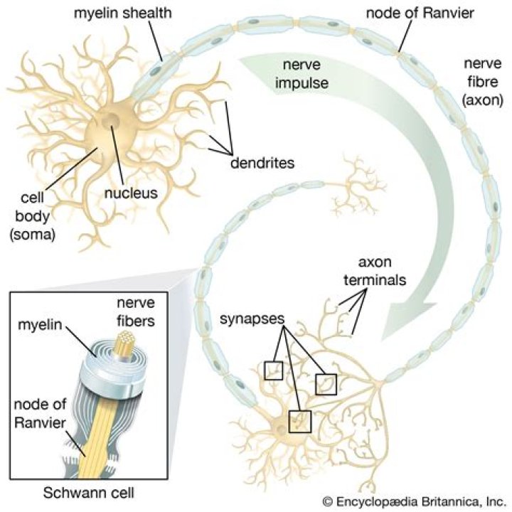 What are the primary myelin forming cells in the peripheral nervous system
