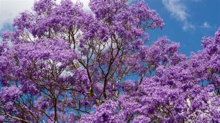 What are the purple flower trees called