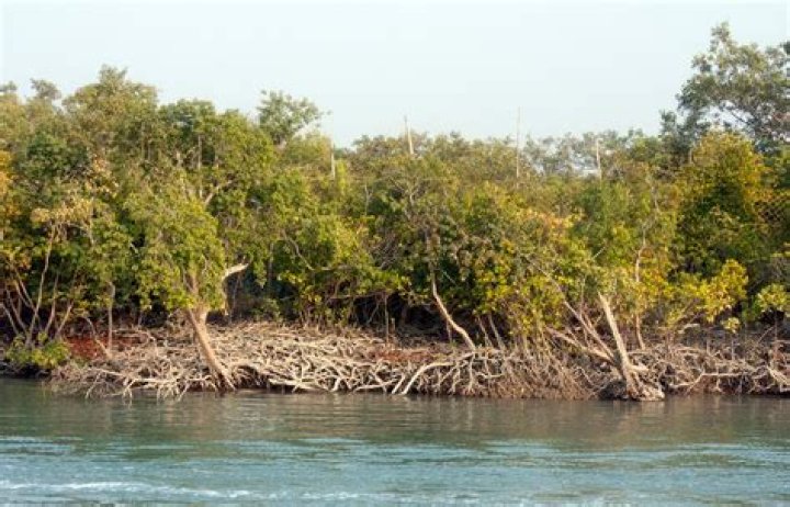 What are the Sundarbans Why is it important to preserve the mangroves in our country