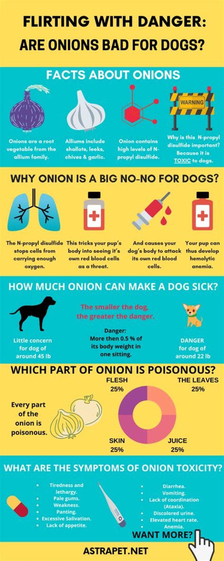 What are the symptoms of onion poisoning in dogs