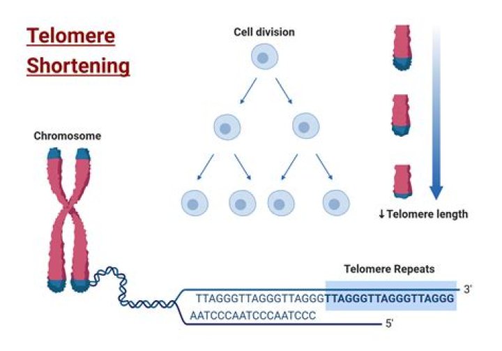 What are the telomeres and why are they important