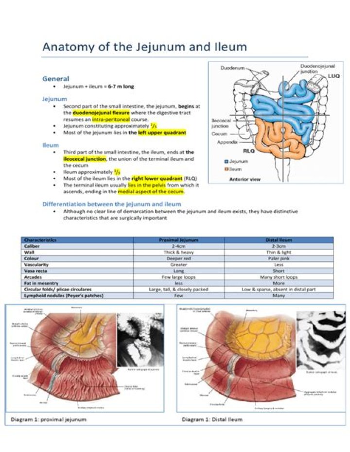 What are the three layers of the jejunum
