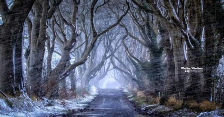 What are the trees at the dark hedges