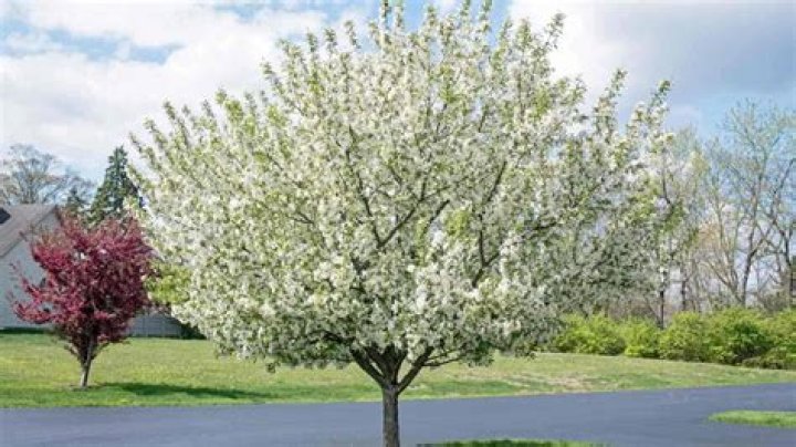 What are the trees with white flowers