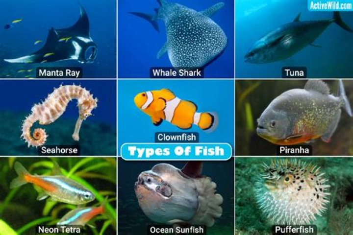 What are the two major groups of fish