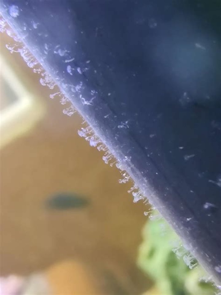 What are the white spots on my aquarium glass