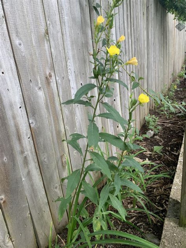 What are these yellow flowers in my yard