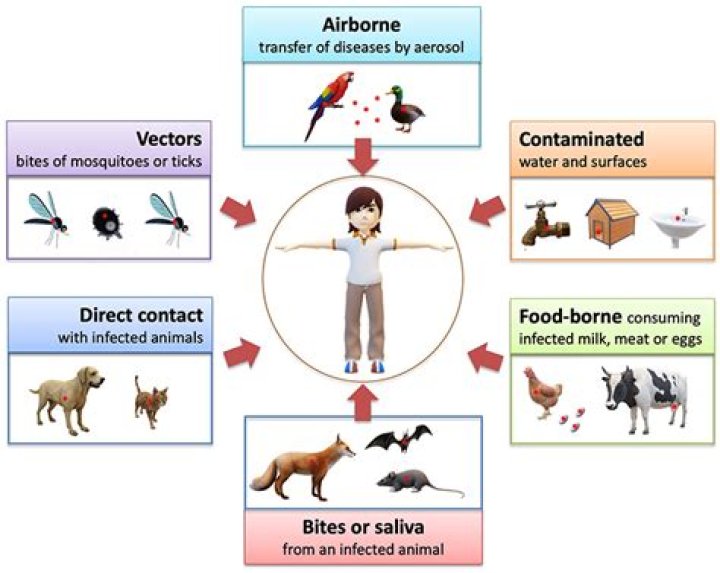 What are three examples of pathogens that can be passed on to humans through contaminated water
