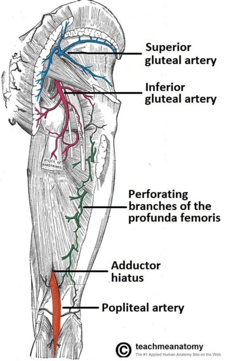 What artery supplies the posterior thigh