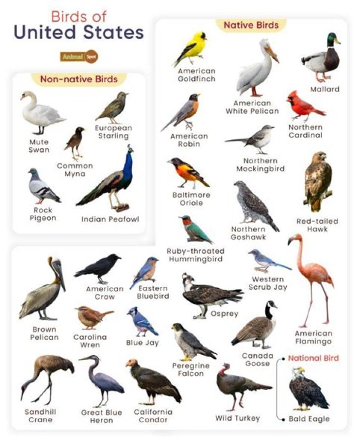 What birds are native to America