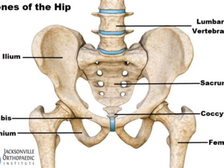What bones make up the hip girdle