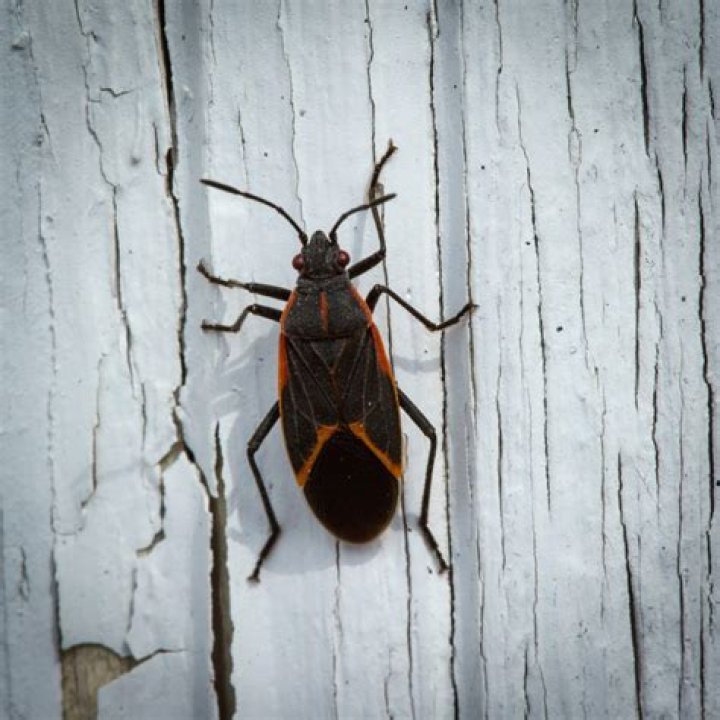 What bug looks like a boxelder bug