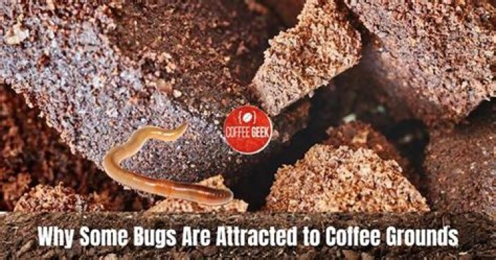 What bug looks like coffee grounds
