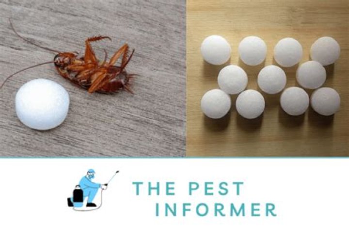 What bugs do mothballs repel