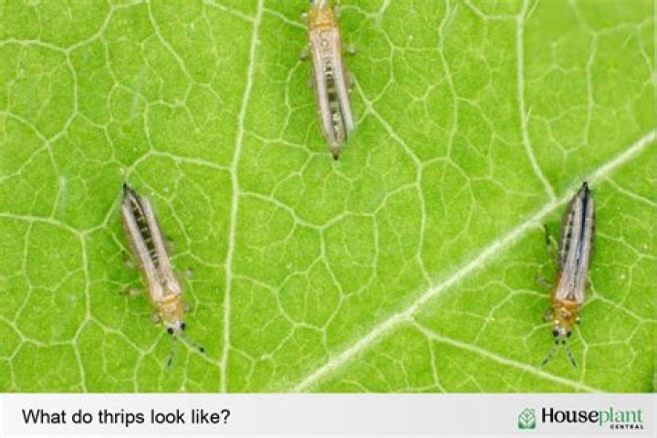 What bugs eat thrips