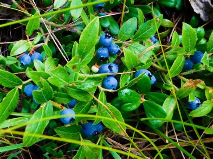 What Bush has blue berries