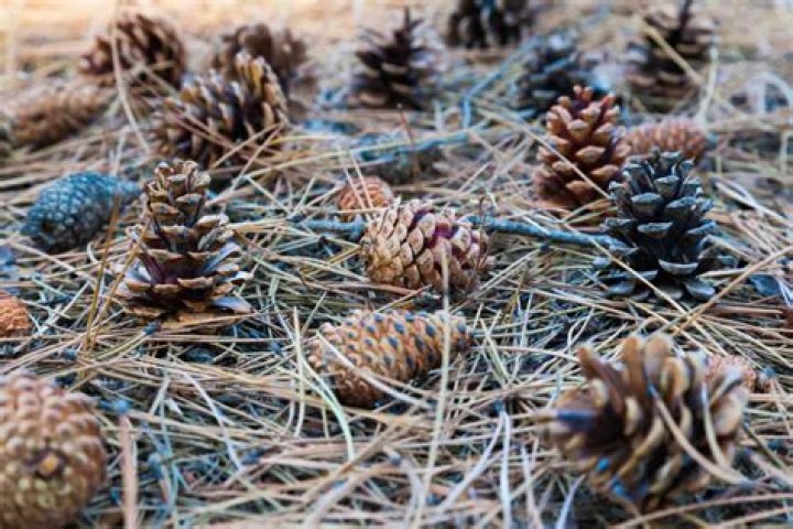 What can I do with dried pine needles