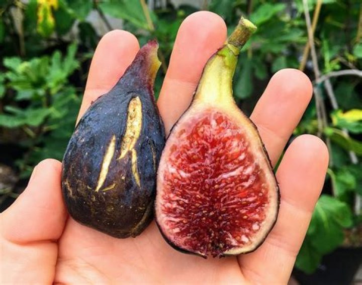 What can I do with ripe green figs