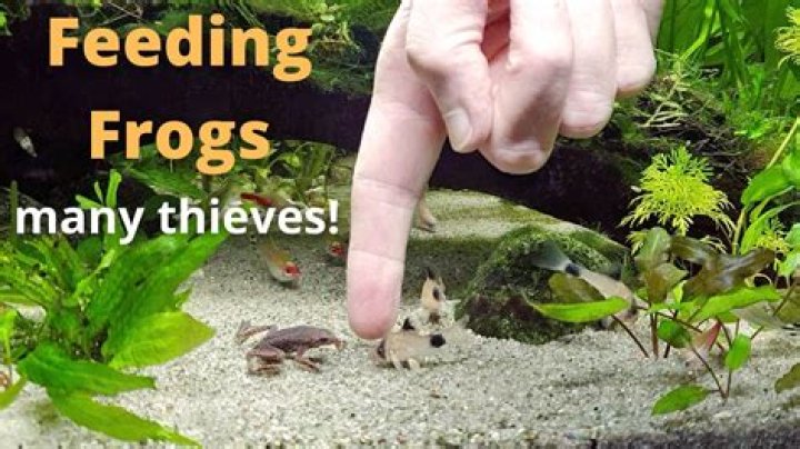 What can I feed frogs in my pond