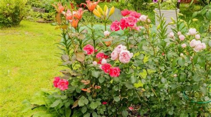 What can I grow with roses UK