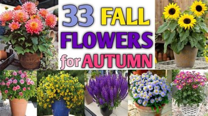 What can I plant in the fall in North Carolina