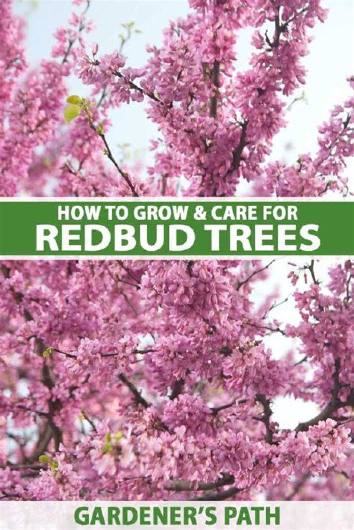 What can I plant under a redbud tree