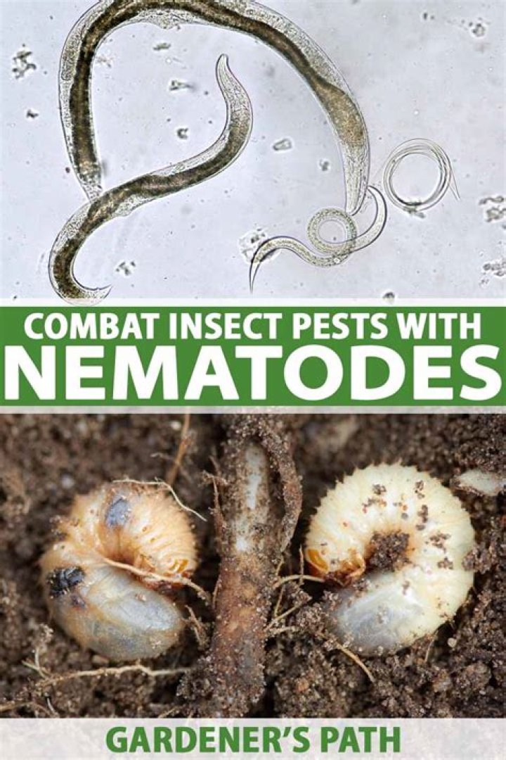 What can kill nematodes