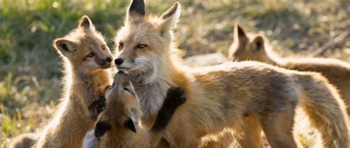 What can you do with a fox hole