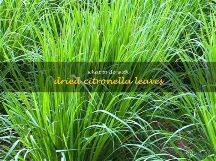 What can you do with citronella leaves