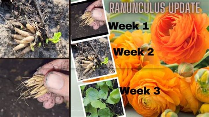 What can you grow with ranunculus