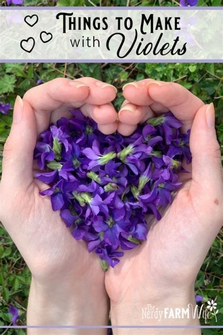 What can you make with wild violets