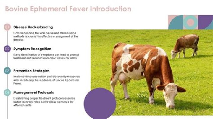 What causes bovine ephemeral fever