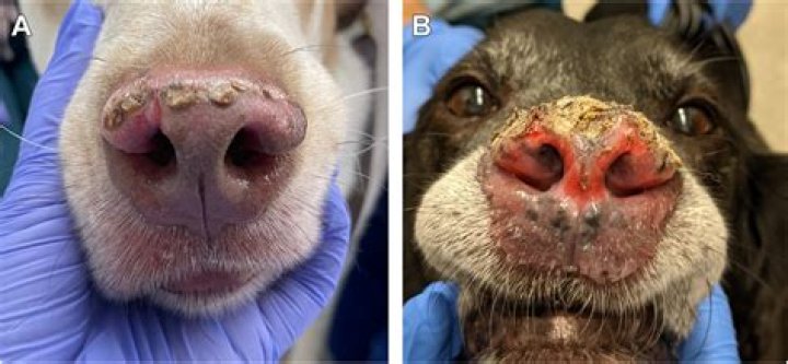 What causes dog pyoderma