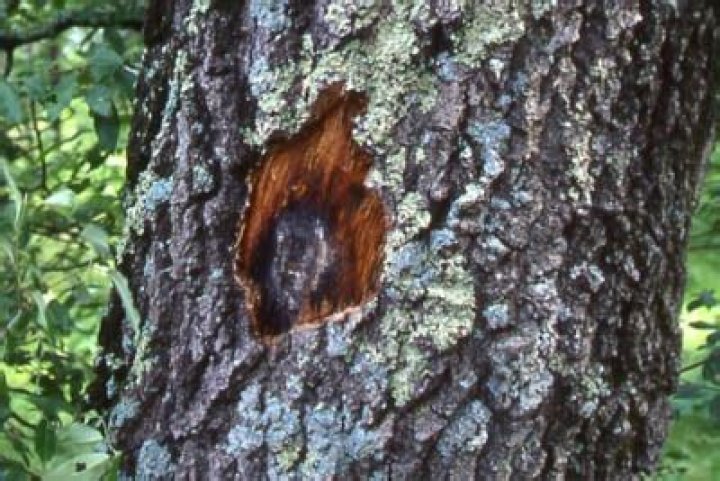 What causes oak wilt disease