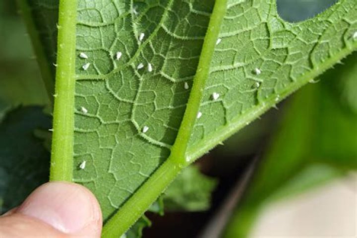 What causes white flies