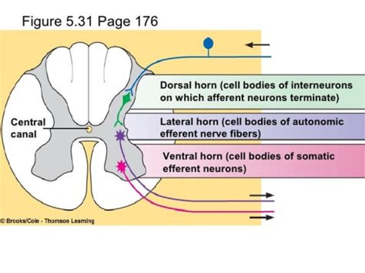 What cell bodies are located in the anterior horn