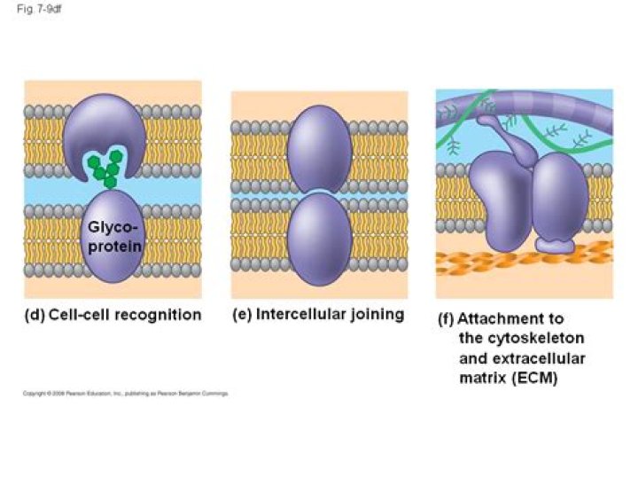 What cell membrane structure is involved in cell to cell recognition