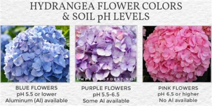 What chemical changes the color of hydrangeas