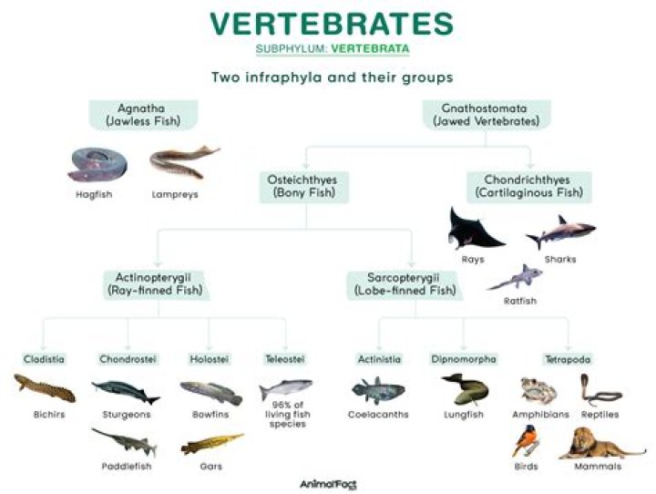 What class of vertebrates did birds evolve from