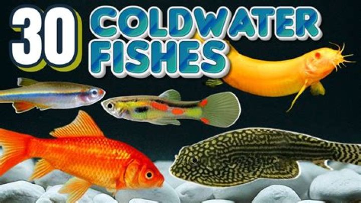 What cold water fish can you keep together