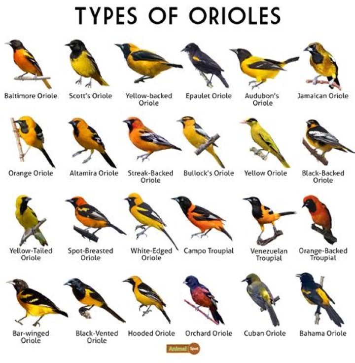 What color are Oriole birds