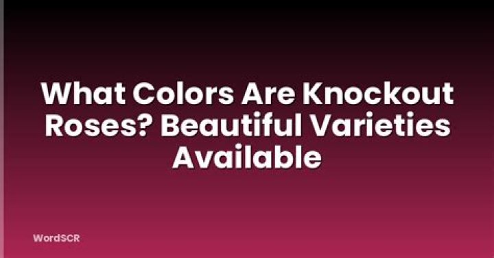 What color does Knockout roses come in