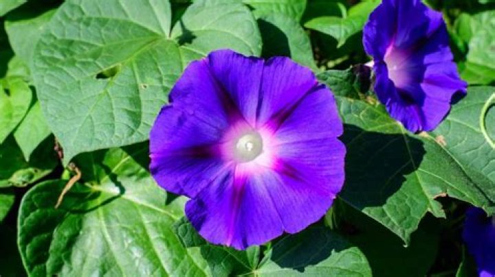 What colors are morning glories