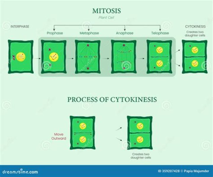 What correctly shows the stages of cell division in plant body cells