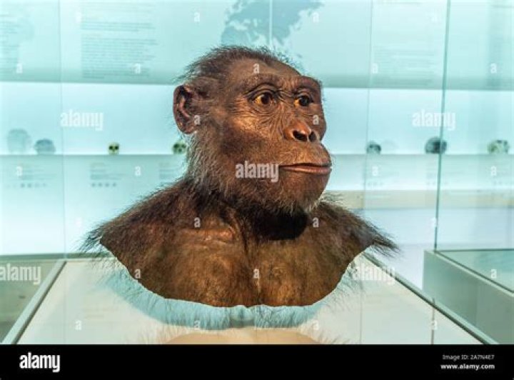 What did Australopithecus look like